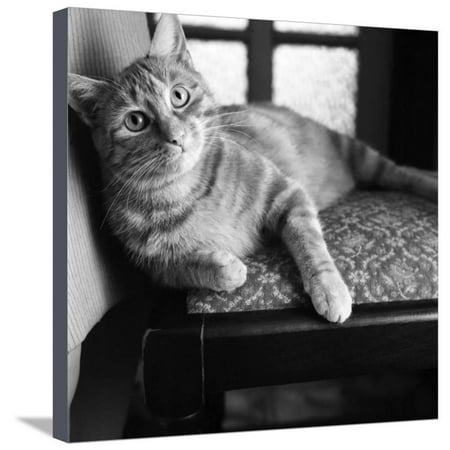 Ginger Cat Stretched Canvas Print Wall Art By Staff