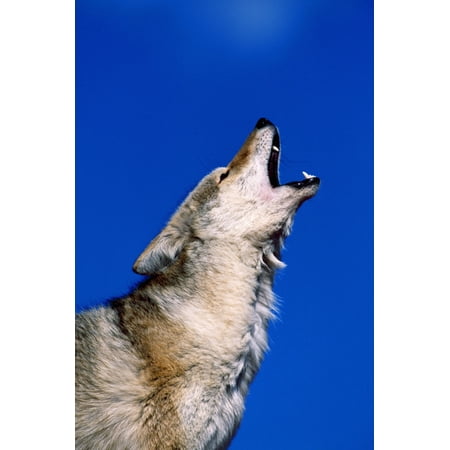 Posterazzi Howling Coyote Canvas Art - Natural Selection David Ponton Design Pics (24 x 36)