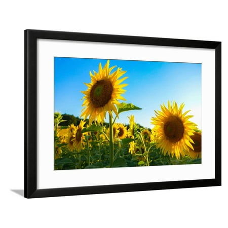 Sunflowers, Near Chalabre, Aude, France, Europe Framed Print Wall Art By James Strachan