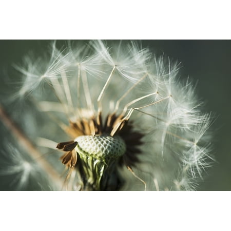 Dandelion seed head Astoria Oregon United States of America PosterPrint