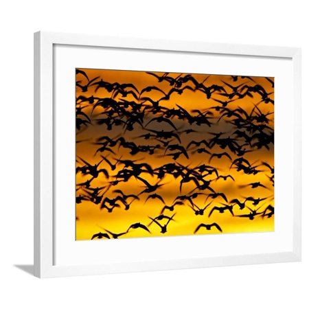 Snow Goose Flock at Dawn after a Blast Off, Bosque Del Apache National Wildlife Refuge Framed Print Wall Art By James Hager