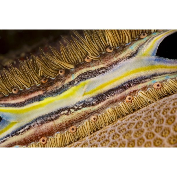 The brightly colored mantle and rows of tiny eyes make the coral