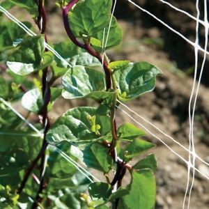75 Red Stem Malabar Spinach Basella alba rubra Free Shipping Non-GMO USA