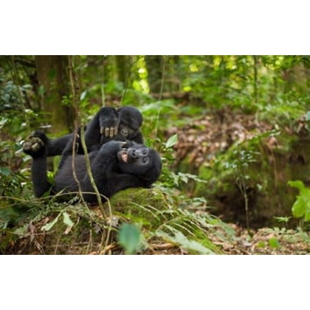 Close up of Mountain gorillas Volcanoes National Park Rwanda Canvas Art - Art Wolfe DanitaDelimont (18 x 11)