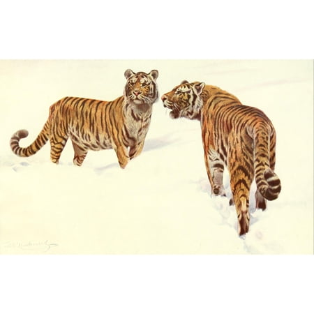 Brehms Tierleben 1911 Siberian Tiger Stretched Canvas - FW Kuhnert (18 x 24)