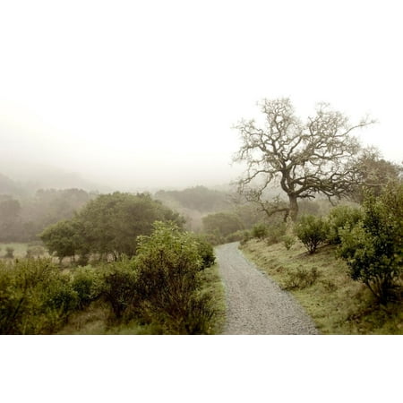 Oak Tree #44 Print Wall Art By Alan Blaustein