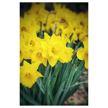 Wild Daffodil (Bulbs) Buttercup Lent Lily (YUN2) (Narcissus PSEUDONARCISSUS) (25 Bulbs) 
Wild Daffodil (Bulbs) Buttercup Lent Lily (YUN2) (Narcissus PSEUDONARCISSUS) (25 Bulbs)