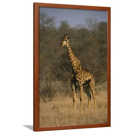 Giraffe Framed Print Wall Art By DLILLC