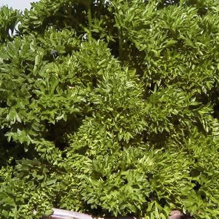 Parsley Herb Garden Seeds - Triple Moss Curled - 5 Lb Bulk - Non-GMO, Heirloom Herbal Gardening & Microgreens Seed