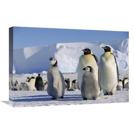 16 x 24 in. Emperor Penguins & Chick, Antarctica Art Print - Konrad Wothe