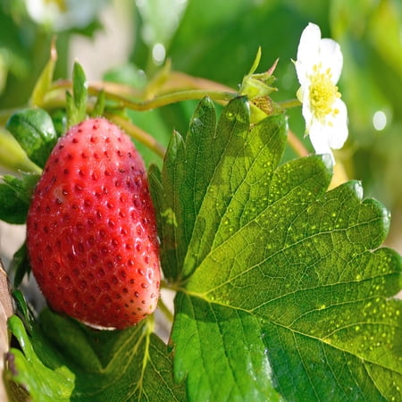 Mara Des Bois Everbearing 100 Live Strawberry Plants, NON GMO