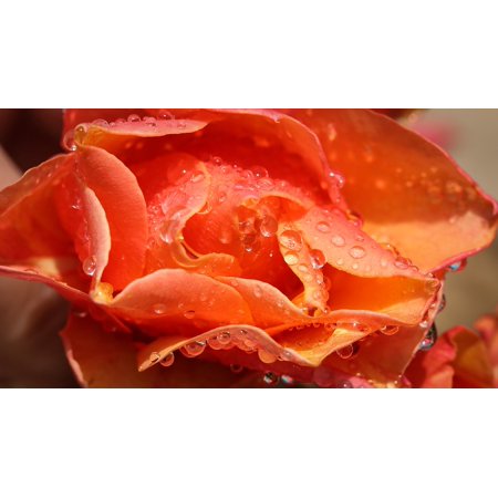 canvas print flowers rose blossom drop of water bloom orange stretched canvas 10 x 14