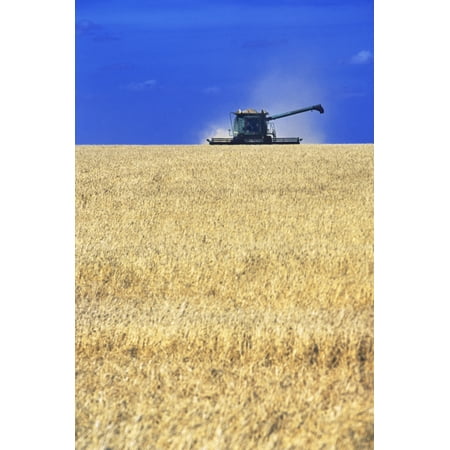 Spring Wheat Harvest Tiger Hills Manitoba Canvas Art - Dave Reede Design Pics (11 x 17)