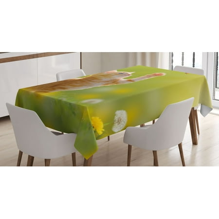 Cat Decor Tablecloth Animal Theme A Cat Hunting a Ladybug Grass Dandelions Digital Print Rectangular Table Cover for Dining Room Kitchen 60 X 90 Inches Earth Yellow Light Green by Ambesonne
Cat Decor Tablecloth Animal Theme A Cat Hunting a Ladybug Grass Dandelions Digital Print Rectangular Table Cover for Dining Room Kitchen 60 X 90 Inches Earth Yellow Light Green by Ambesonne