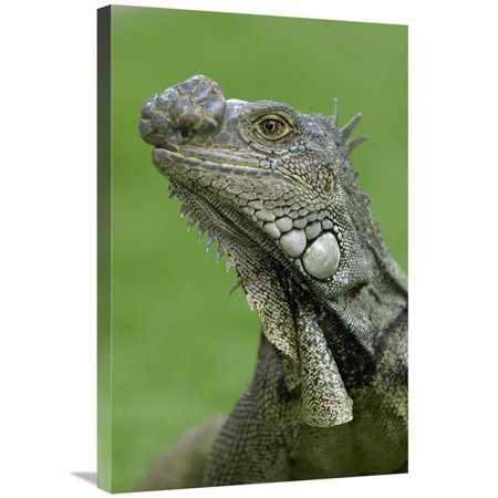 20 x 30 in. Green Iguana, Seminario Park, Guayaquil, Ecuador Art Print - Pete Oxford