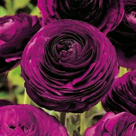 Bulbous Flowers Ranunculus Has Long Petioles And Small Leaves Ranunculus Embellishes The Landscape Ranunculus Has A Light Fragrance Ranunculus Bulbs
Bulbous Flowers Ranunculus Has Long Petioles And Small Leaves Ranunculus Embellishes The Landscape Ranunculus Has A Light Fragrance Ranunculus Bulbs