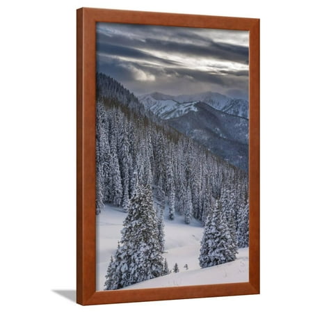 Fresh Snow in Evergreens, Wasatch Mountains, Uinta-Wasatch-Cache, Utah Framed Print Wall Art By Howie Garber