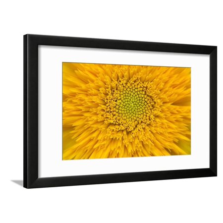 Maine, Harpswell. Sunflower Detail Framed Print Wall Art By Jaynes Gallery