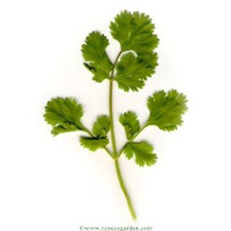 Cilantro, Slow-bolt