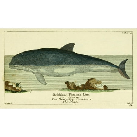 Naturgeschichte des Thierreichs 1780 Porpoise Poster Print by Daniel Sotzmann