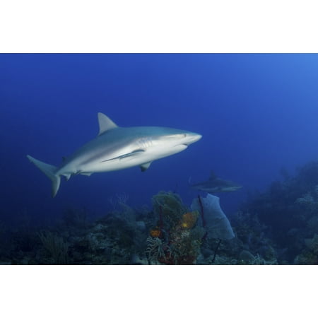 Pair of Caribbean reef sharks swimming along the reef Cuba Canvas Art - Mathieu MeurStocktrek Images (34 x 23)