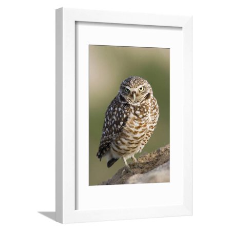 Burrowing Owl Framed Print Wall Art By Ken Archer