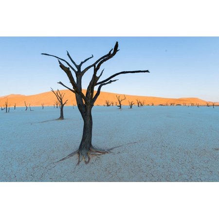 Dead trees in a desert, Dead Vlei, Sossusvlei, Namib Desert, Namib-Naukluft National Park, Namibia Print Wall Art