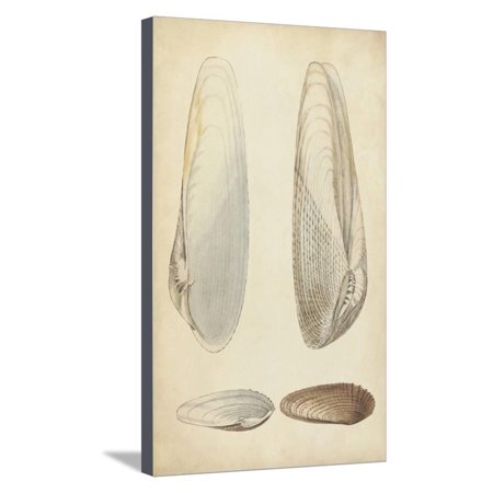 Marine Mollusk II Stretched Canvas Print Wall Art By Wood