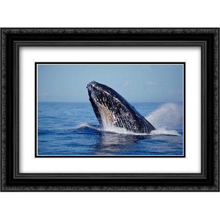 Humpback Whale breaching, Maui, Hawaii 2x Matted 24x18 Black Ornate Framed Art Print by Nicklin, Flip