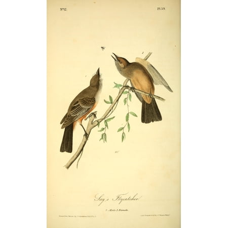 Birds of America 1844 Says Flycatcher Stretched Canvas - JJ Audubon (24 x 36)