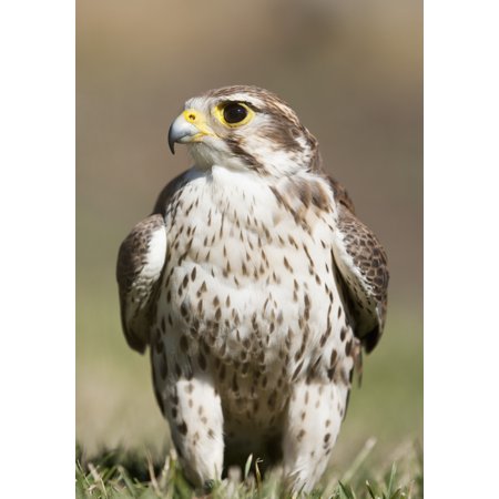 Posterazzi Prairie Falcon Perches On The Ground Briefly After A Hunt Montana United States Of America Canvas Art - David Ponton Design Pics (24 x 36)