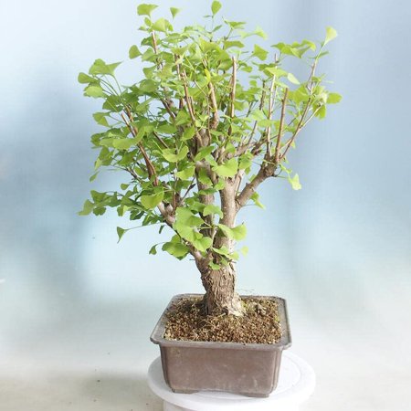 Hybrid Poplar Bonsai Tree Forest Cuttings to Grow - Easy to Grow Indoor or Outdoor Bonsai Plant - Made in USA
Hybrid Poplar Bonsai Tree Forest Cuttings to Grow - Easy to Grow Indoor or Outdoor Bonsai Plant - Made in USA