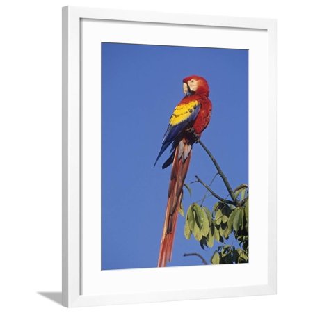 Scarlet Macaw (Ara Macao), Tikal National Park, Guatemala, Central America Framed Print Wall Art By Rick & Nora Bowers