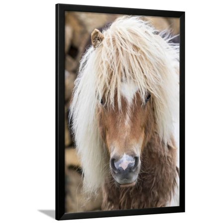Shetland Pony on the Island of Unst, Part of the Shetland Islands in Scotland Framed Print Wall Art By Martin Zwick