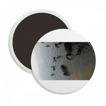 Group Of Black Swan Art Deco Fashion Round Ceracs Fridge Magnet Keepsake Decoration