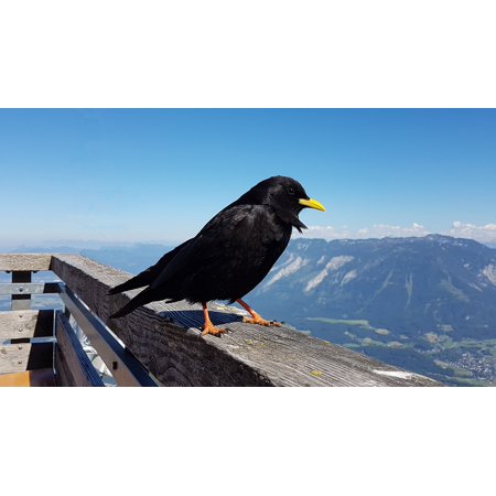 canvas print alpine chough bergdohle mountains bird raven bird stretched canvas 10 x 14