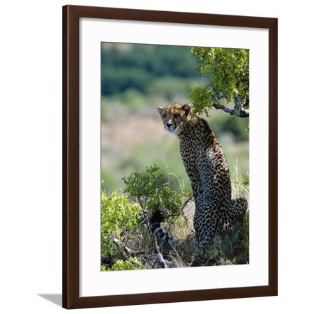 Female Cheetah Rests in the Shade at Kwandwe Private Game Reserve Framed Print Wall Art By John Warburton-lee