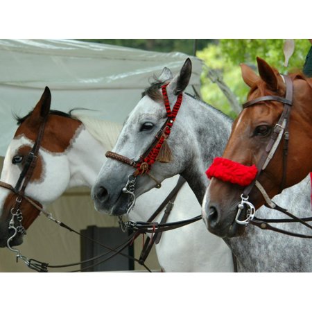 Horses Paraded Before the Race, Saratoga Springs, New York, USA Print Wall Art By Lisa S. Engelbrecht