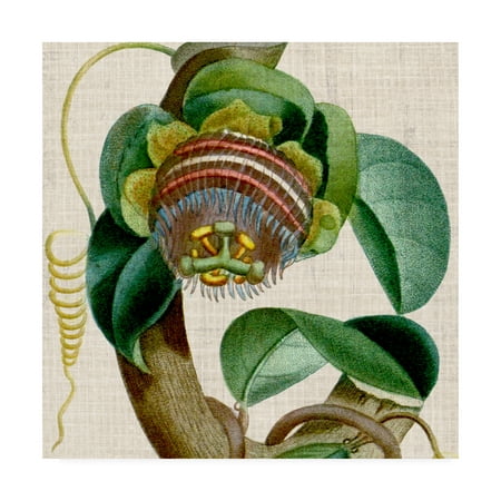 Trademark Fine Art 'Cropped Turpin Tropicals IV' Canvas Art by Vision Studio