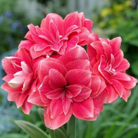 Amaryllis bulbs Home Garden Decoration Bright for Planting Perennials Bulbs for Planting Pots to Grow
Amaryllis bulbs Home Garden Decoration Bright for Planting Perennials Bulbs for Planting Pots to Grow