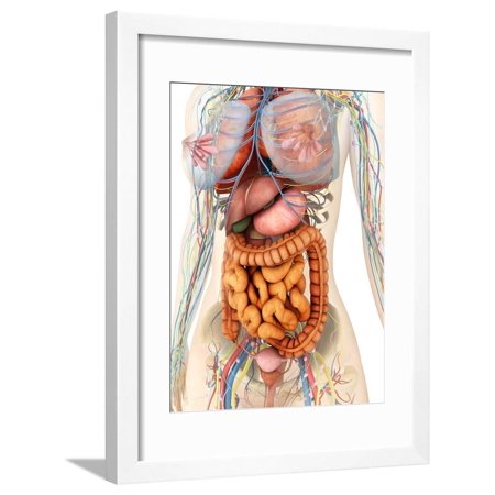 Female Body Showing Digestive And Circulatory System Framed Print Wall Art By Stocktrek Images