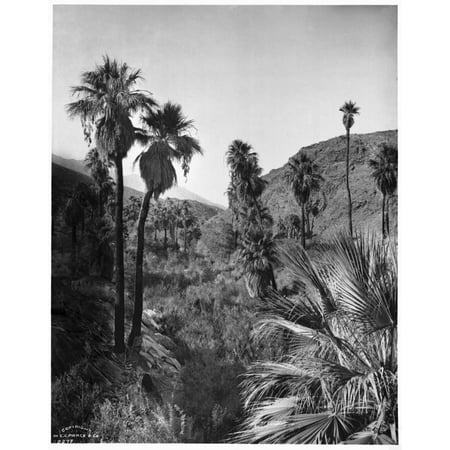 Palm Canyon Palm Springs c1903 Stretched Canvas - Anonymous (22 x 28)