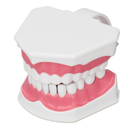 Teeth Model 120 Degree Opening PVC Teaching Model Vivid Design For Study