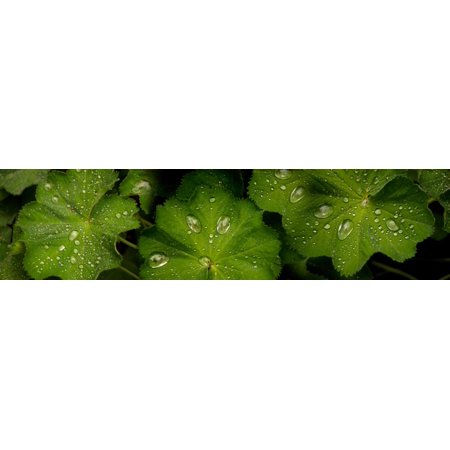 Close-up of raindrops on green leaves Canvas Art - Panoramic Images (36 x 12)