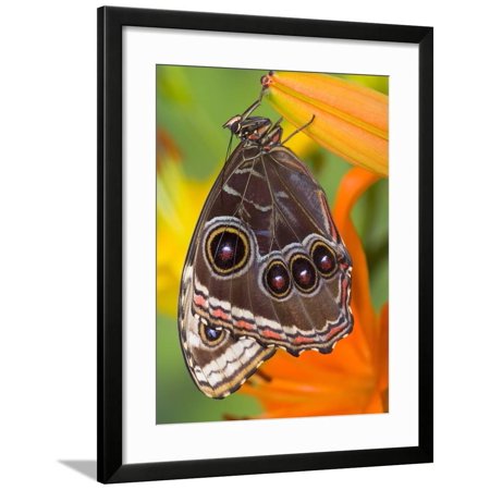 Blue Morpho Resting on an Orange Asiatic Lily Framed Print Wall Art By Darrell Gulin