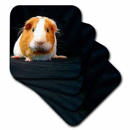 Guinea Pig set of 4 Coasters - Soft cst-1062-1