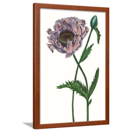 Poppy Flower IV Framed Print Wall Art By Melissa Wang