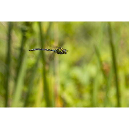 Peel-n-Stick Poster of Hawker In Flight Dragonfly Flight Insect Poster 24x16 Adhesive Sticker Poster Print