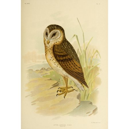 Birds of Australia 1890 Grass Owl Poster Print by GJ Broinowski