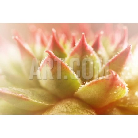 Beautiful Succulent Plant with Water Drops close Up Print Wall Art By Yastremska